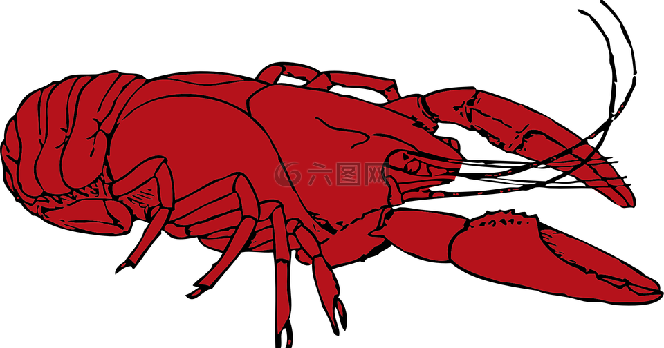 龙虾,甲壳类动物,红色