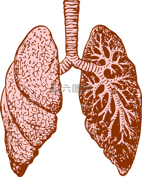 肺,器官,人类