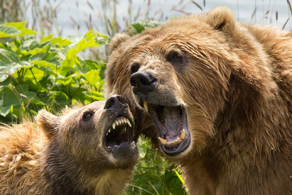 科迪亚克棕熊,母猪,幼仔