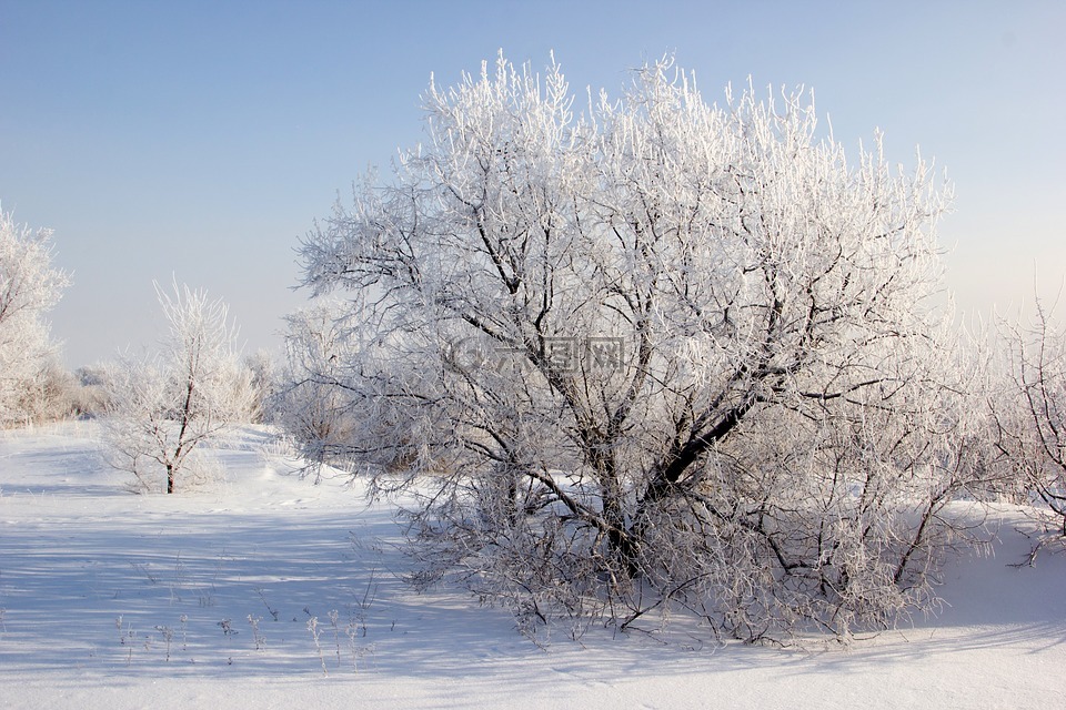 冬季,雪,树木