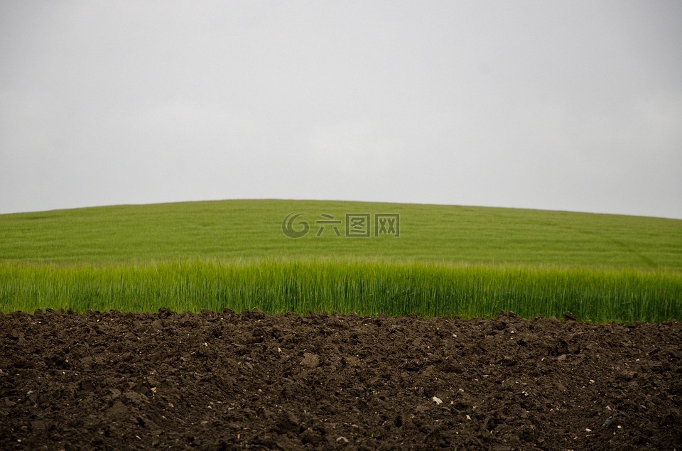 绿色的田野,天空和现场,绿色小麦