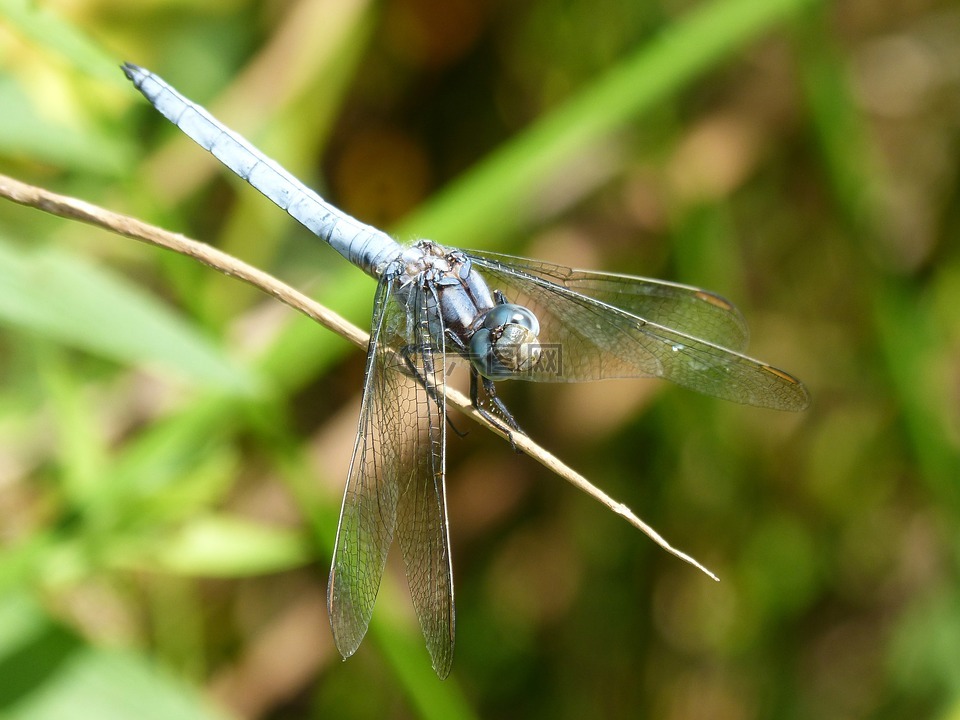 蓝蜻蜓,灰蜻属brunneum,分支机构