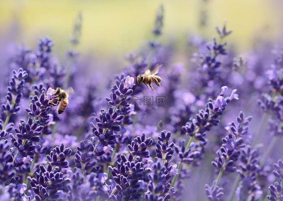 熏衣草,蜜蜂,夏季