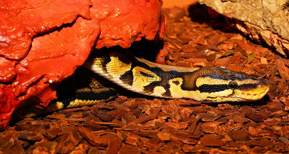 蛇,缩,python