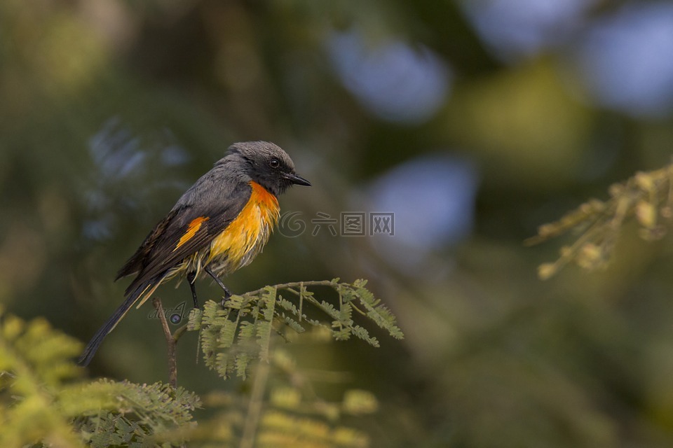 鸟,迈索尔,印度