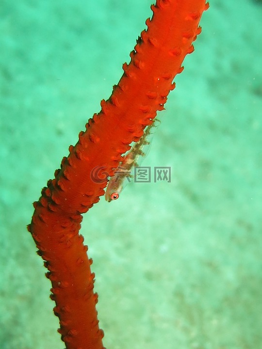 喉盘鱼,珊瑚鞭,珊瑚