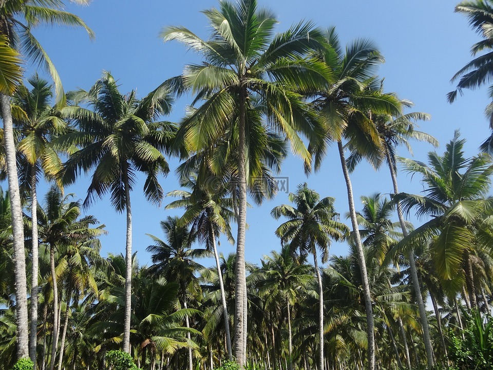 椰子树,人工林,椰子