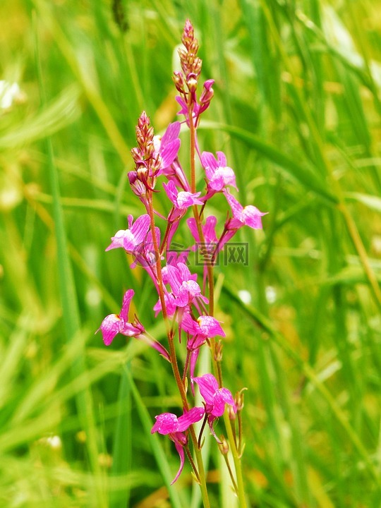 路边 toadflax,purpurblütiges柳穿鱼,linum