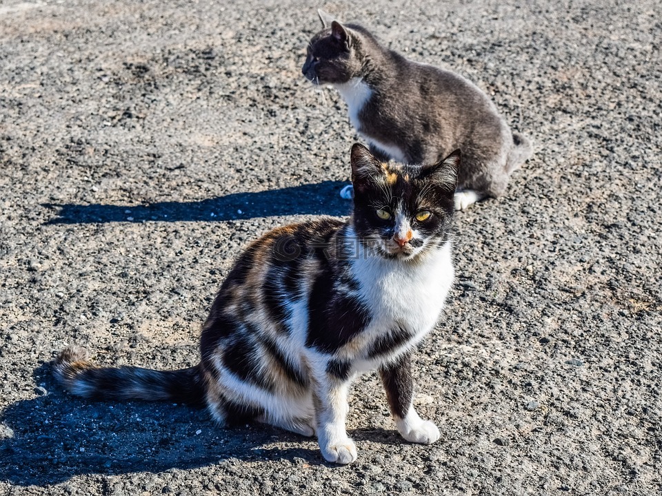 猫,迷路,街