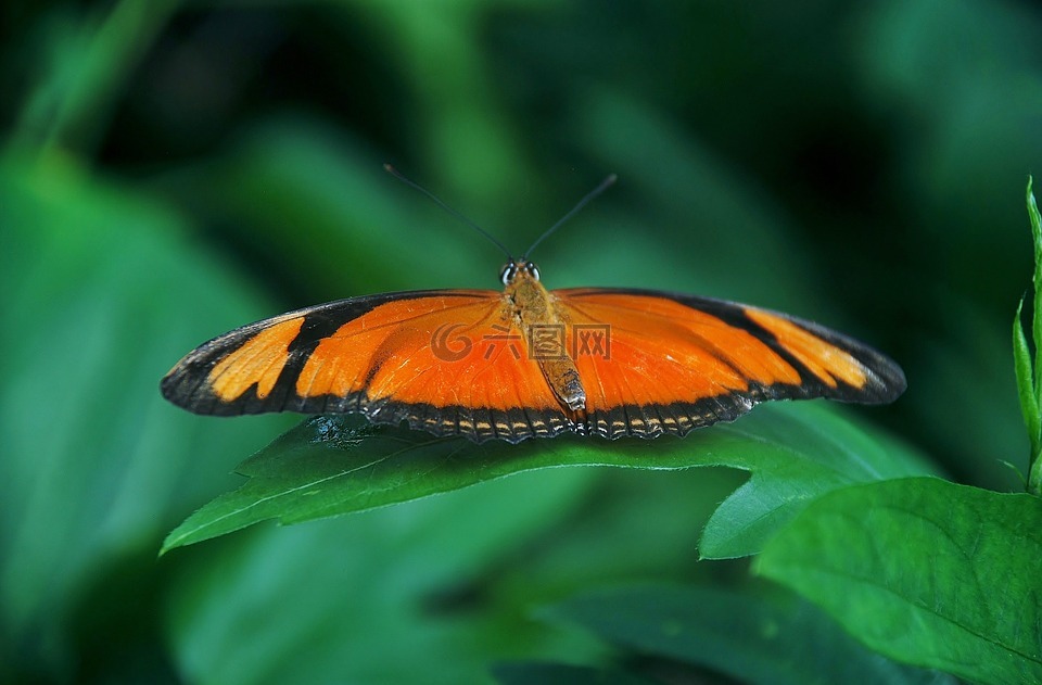 常见的,橙色,蝴蝶