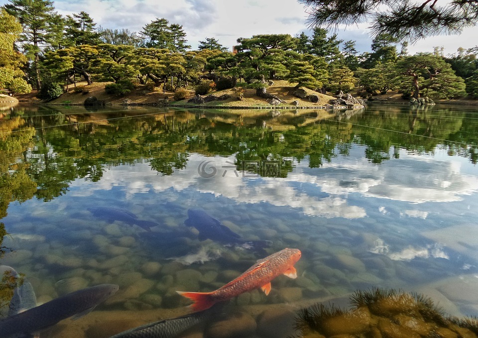 日本,花园,池