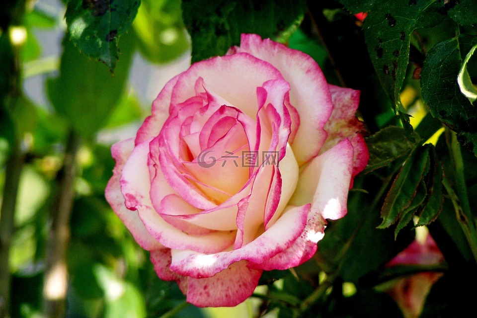 罗莎,花,粉红玫瑰