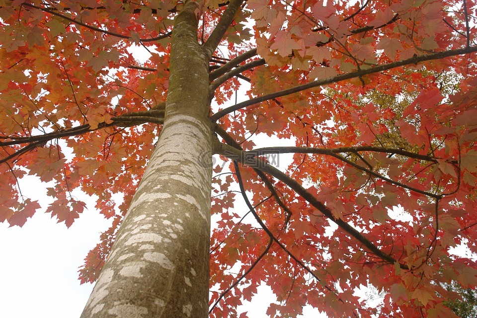 美国红枫树干图片