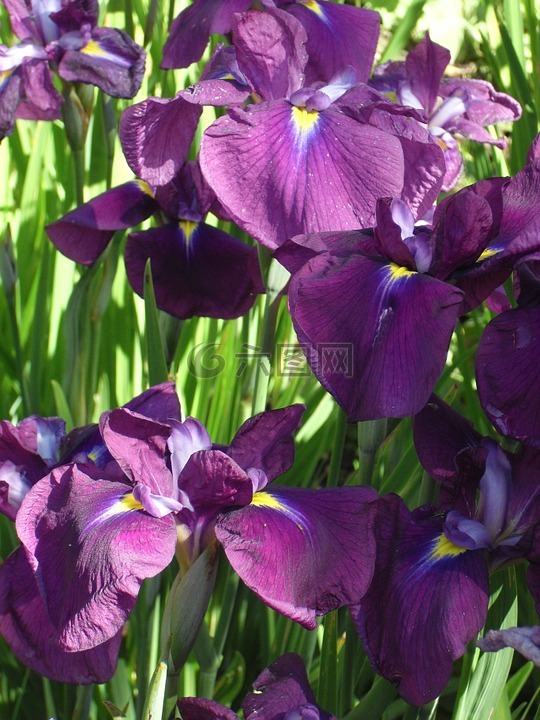 紫色,花,鸢尾花