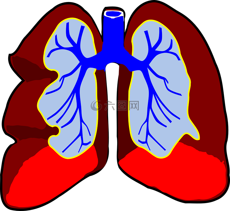 肺,器官,生物学