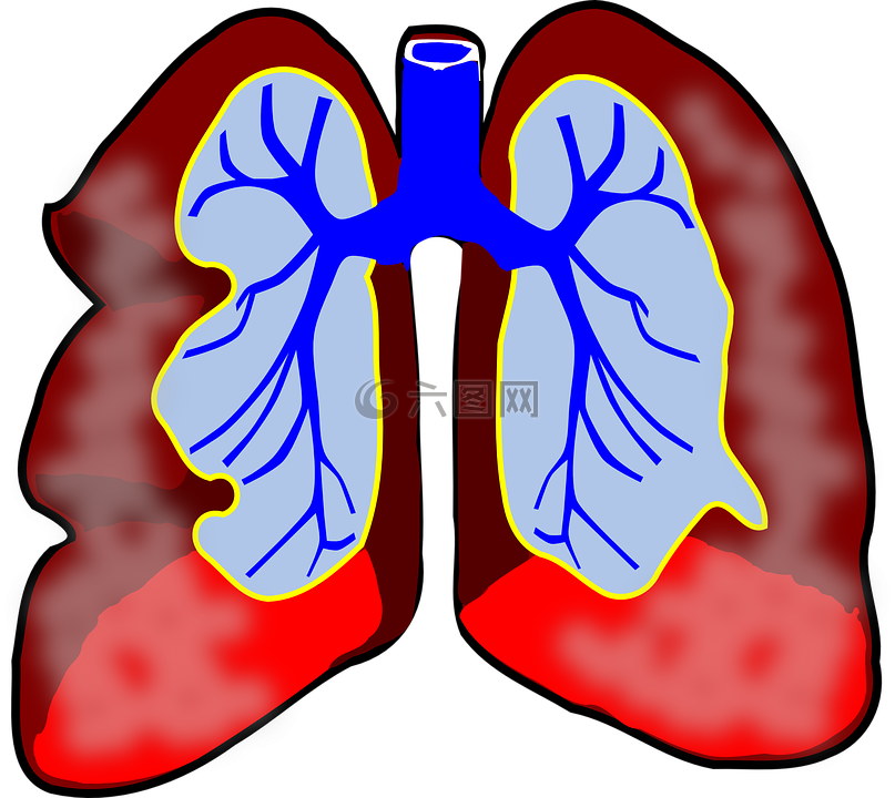 肺,人类,关系图