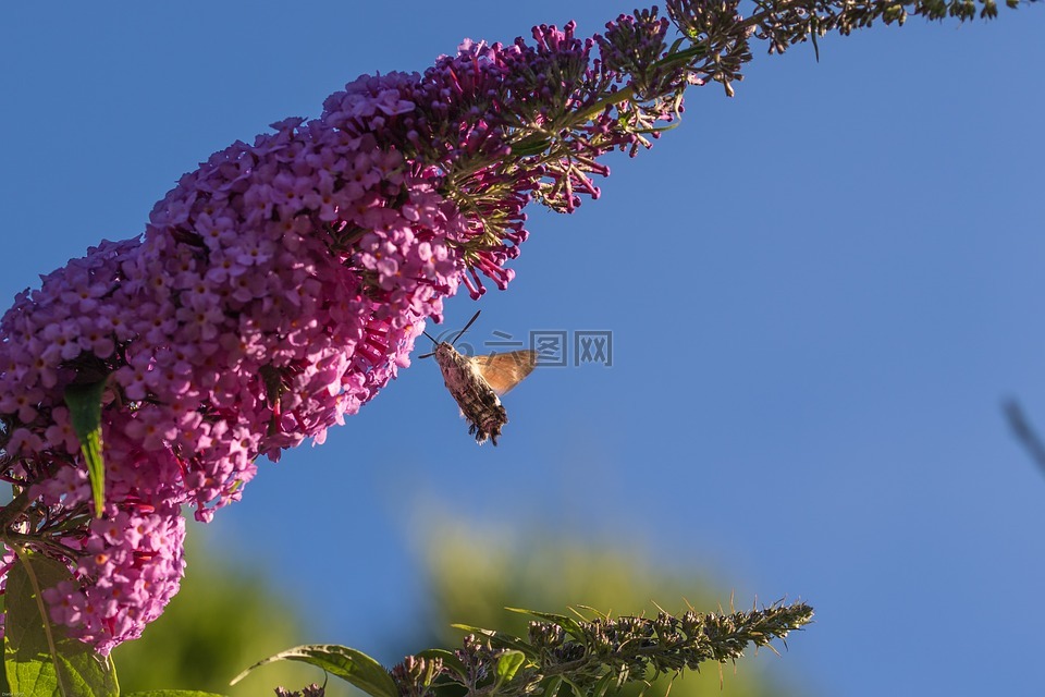 蜂鸟蛾,昆虫,花