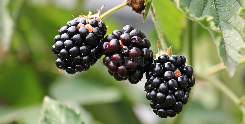 黑莓,荆棘,浆果