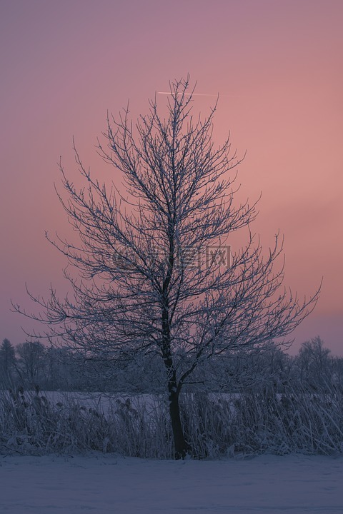 树,冬季,日落