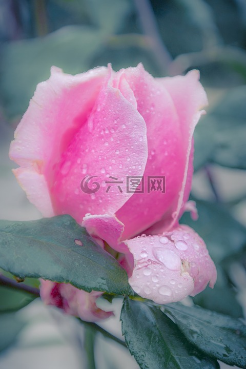 玫瑰,粉色,水