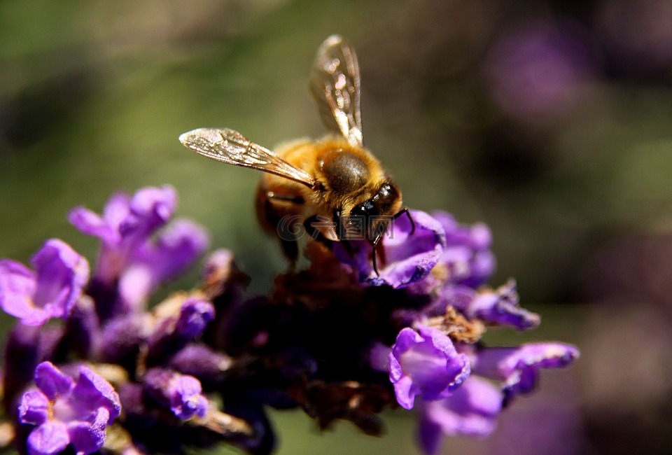 蜜蜂,薰衣草,翅膀