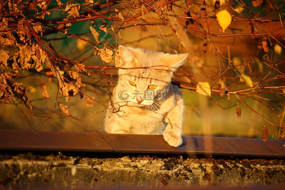 猫,秋季,夕照