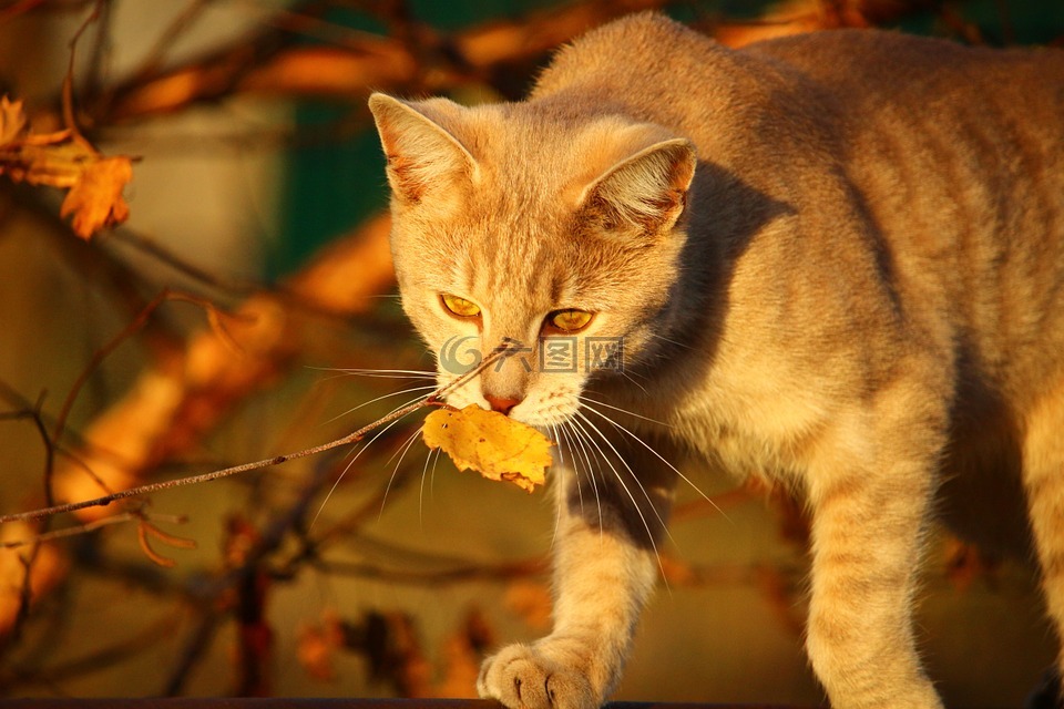猫,秋季,夕照
