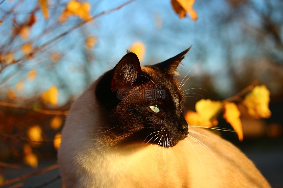 猫,秋季,暹罗猫