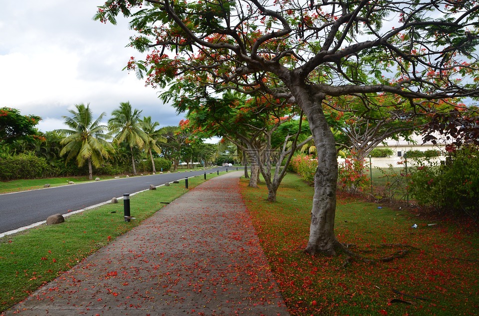 斐济,树,红花