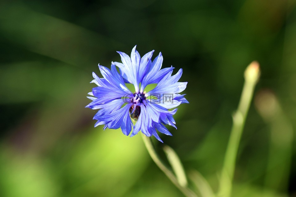 矢车菊,关闭,蓝色