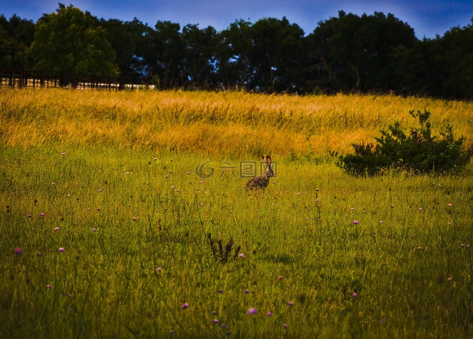 长耳大野兔,德州,野花