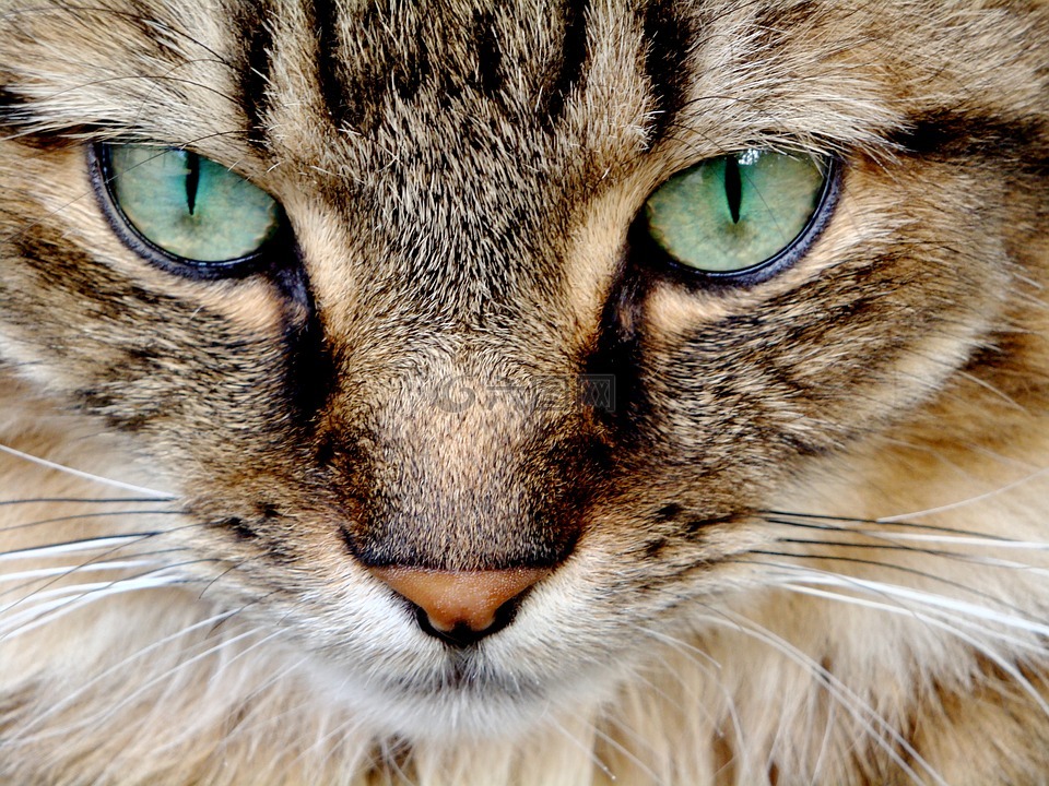 猫,猫的,猫的眼睛