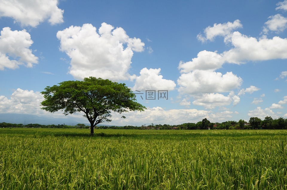 配弟,视图,树