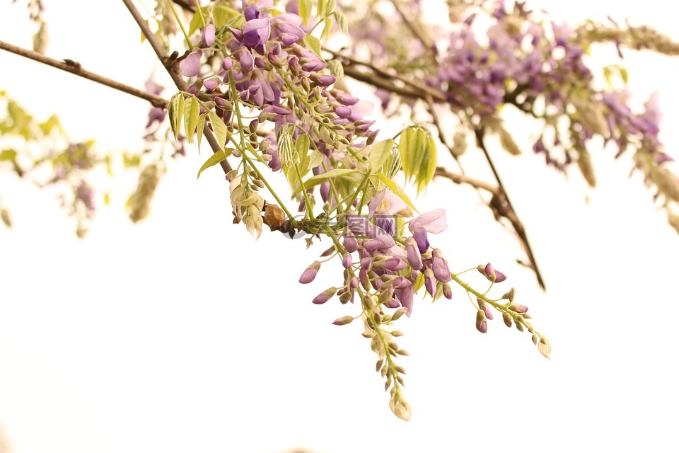 紫藤花,花,春天