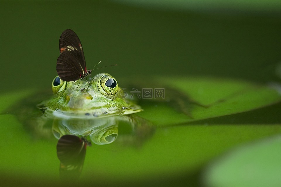 青蛙,蝴蝶,池塘