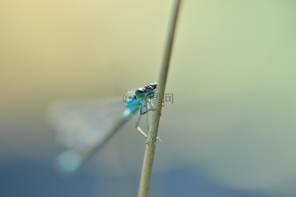 蜻蜓,蔚蓝色的伴娘,昆虫