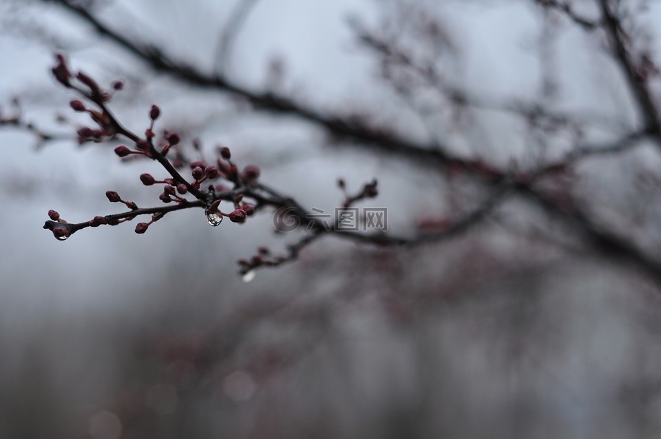 春天,雨后,发芽