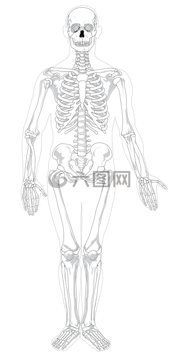 骨架,人类,骨骼肌