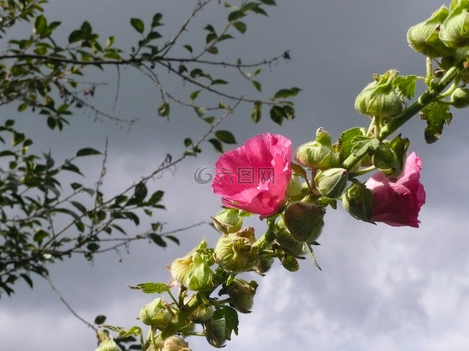 蜀葵,粉红色,糠疹