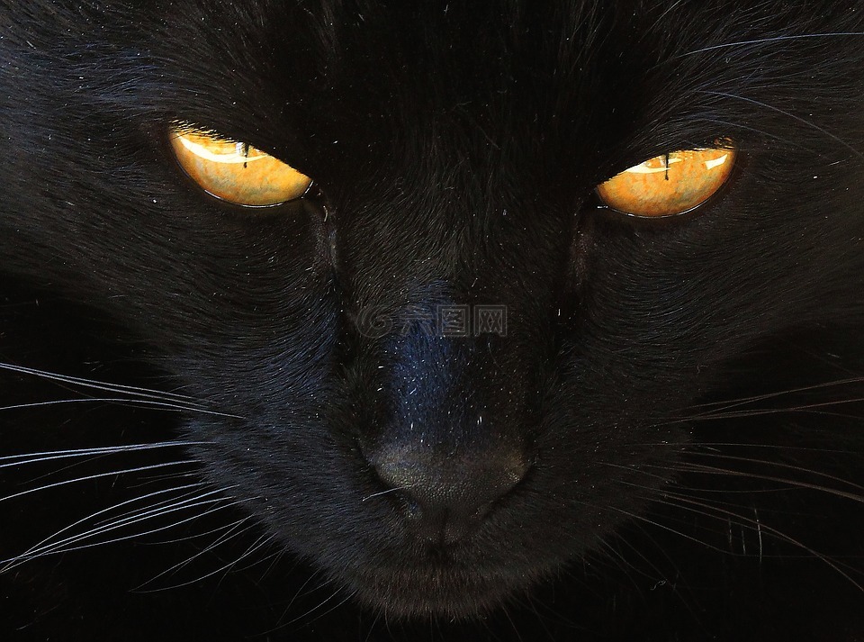 猫,黑猫,黄色的眼睛