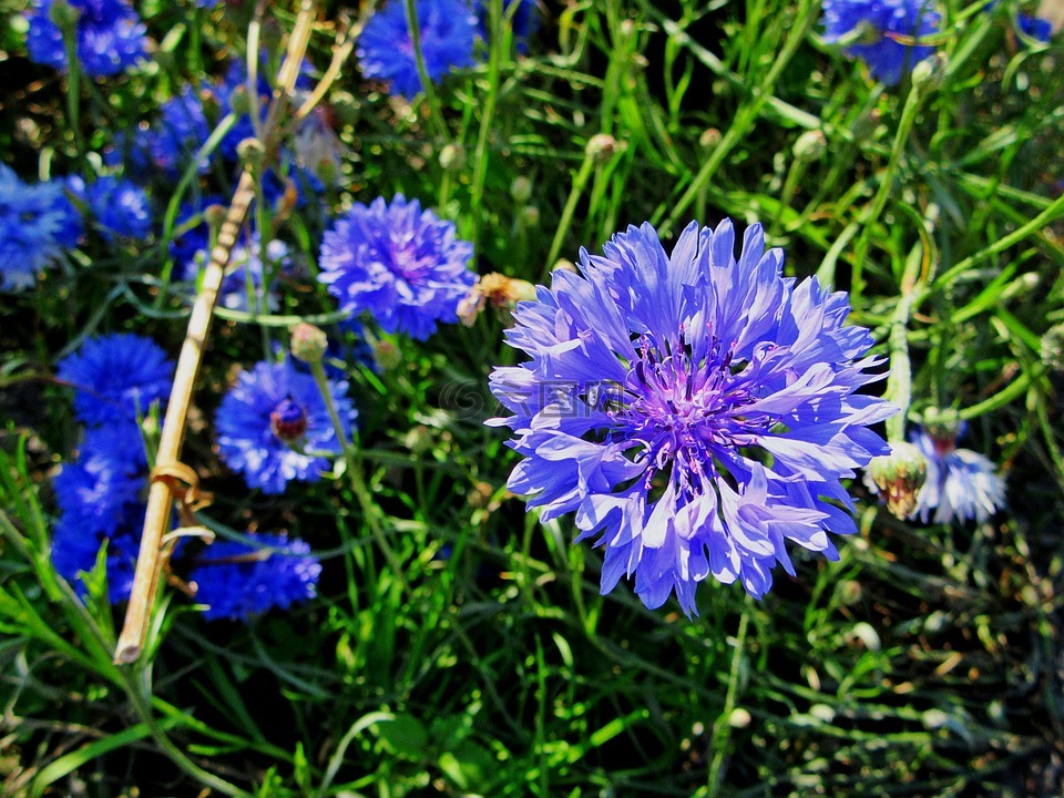 矢车菊,蓝色花,蓝色