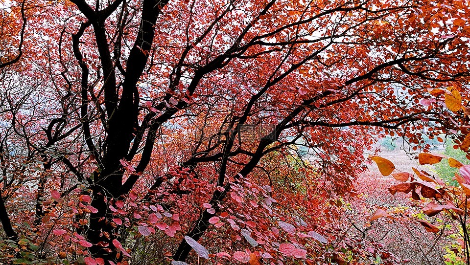 红叶,鲜艳的红色,秋季