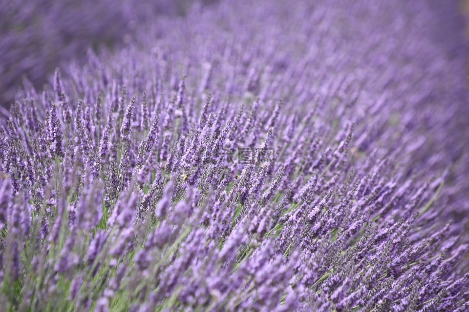 薰衣草,紫色,花