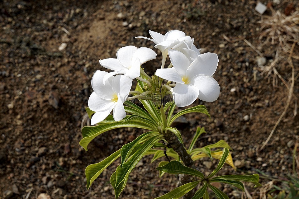 鸡蛋花,白色的花,春天