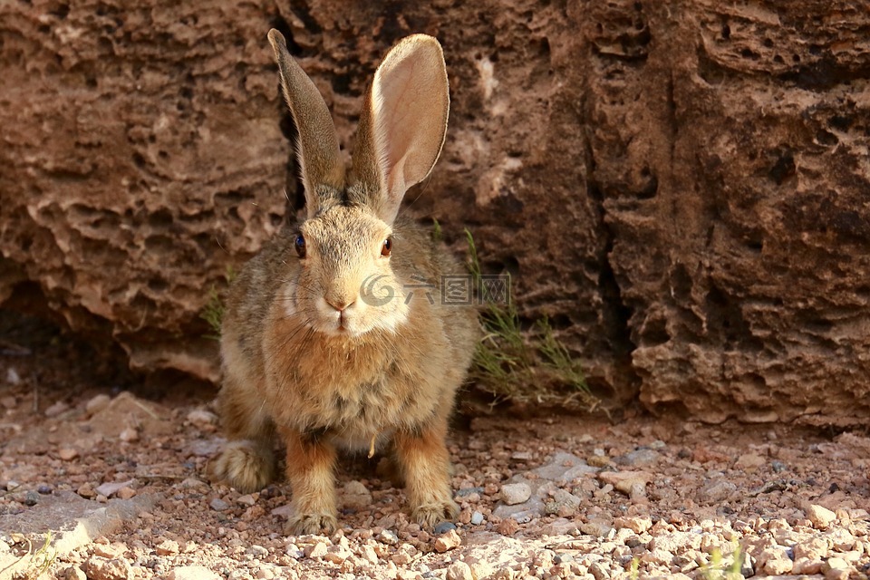 沙漠棉尾,兔,兔子