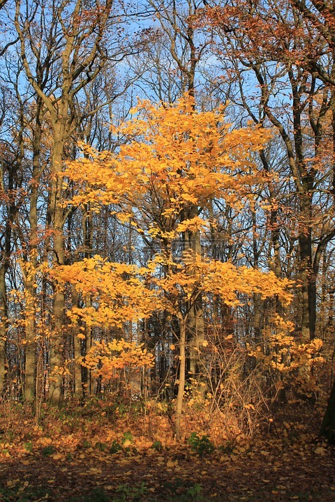 秋季,树,橙