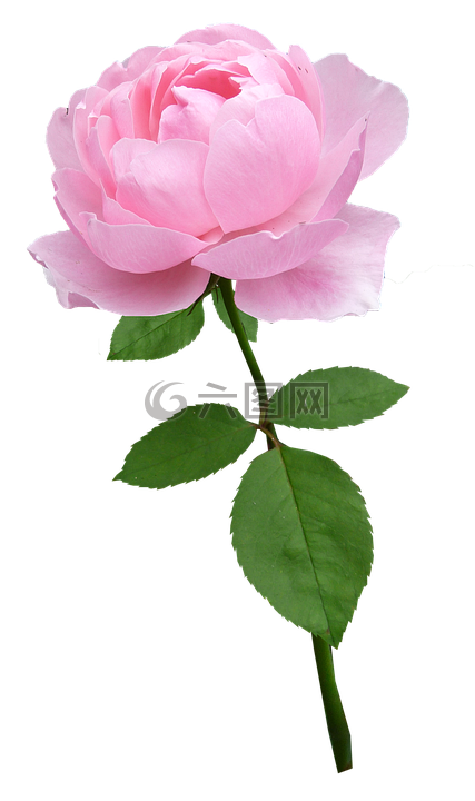 玫瑰,干,淡粉色