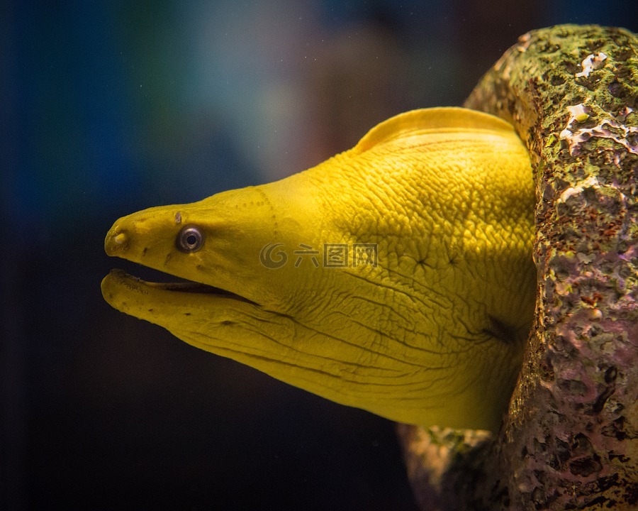 黄色,鳗鱼,水族馆