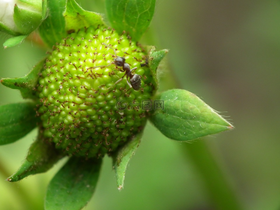 绿色草莓,蚂蚁,草莓
