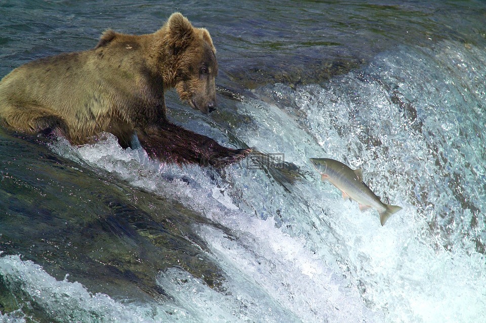 科迪亚克棕熊,钓鱼,水